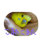 セキセイインコのリコちゃん（個別スタンプ：7）