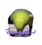 セキセイインコのリコちゃん（個別スタンプ：8）