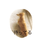 カイくんダックス1（個別スタンプ：2）