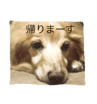 カイくんダックス1（個別スタンプ：3）