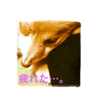 カイくんダックス1（個別スタンプ：7）