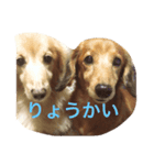 カイくんダックス1（個別スタンプ：8）