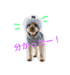 ごんちゃんVer.1（個別スタンプ：1）