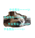 ごんちゃんVer.1（個別スタンプ：2）