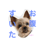 ごんちゃんVer.1（個別スタンプ：3）
