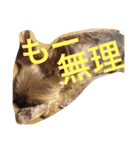 ごんちゃんVer.1（個別スタンプ：4）