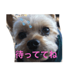 ごんちゃんVer.1（個別スタンプ：6）