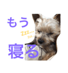 ごんちゃんVer.1（個別スタンプ：7）