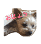 ごんちゃんVer.1（個別スタンプ：12）