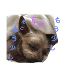 ごんちゃんVer.1（個別スタンプ：13）