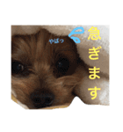ごんちゃんVer.1（個別スタンプ：14）
