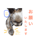 ごんちゃんVer.1（個別スタンプ：15）