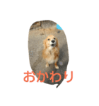 ダックスといっしょ（個別スタンプ：2）