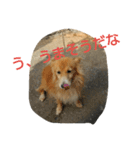 ダックスといっしょ（個別スタンプ：3）