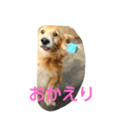 ダックスといっしょ（個別スタンプ：4）