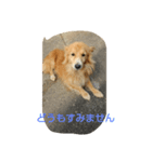 ダックスといっしょ（個別スタンプ：6）