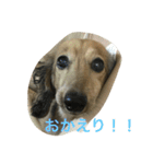 ミニチュアダックス ハルの日常（個別スタンプ：25）