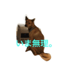 使えるこたろう（個別スタンプ：2）