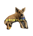 使えるこたろう（個別スタンプ：11）