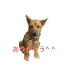 使えるこたろう（個別スタンプ：17）