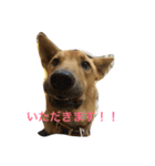 使えるこたろう（個別スタンプ：22）