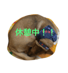 使えるこたろう（個別スタンプ：26）