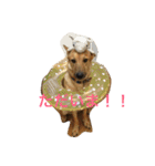 使えるこたろう（個別スタンプ：27）