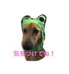 使えるこたろう（個別スタンプ：32）