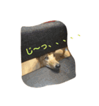 使えるこたろう（個別スタンプ：35）