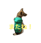 使えるこたろう（個別スタンプ：36）