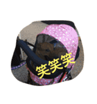 使えるこたろう（個別スタンプ：38）