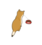 Shiba inu Hinoki ＆ Mary（個別スタンプ：3）