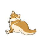 Shiba inu Hinoki ＆ Mary（個別スタンプ：4）