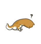 Shiba inu Hinoki ＆ Mary（個別スタンプ：7）