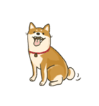 Shiba inu Hinoki ＆ Mary（個別スタンプ：8）