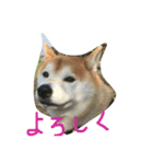 柴犬ペーター2（個別スタンプ：1）
