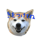 柴犬ペーター2（個別スタンプ：2）