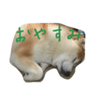 柴犬ペーター2（個別スタンプ：3）