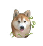 柴犬ペーター2（個別スタンプ：4）