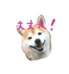 柴犬ペーター2（個別スタンプ：5）