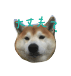 柴犬ペーター2（個別スタンプ：6）
