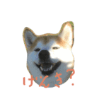 柴犬ペーター2（個別スタンプ：7）