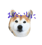 柴犬ペーター2（個別スタンプ：8）