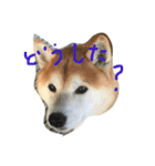 柴犬ペーター2（個別スタンプ：9）