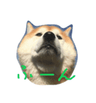 柴犬ペーター2（個別スタンプ：10）