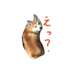 柴犬ペーター2（個別スタンプ：11）