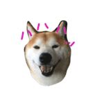 柴犬ペーター2（個別スタンプ：12）