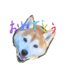 柴犬ペーター2（個別スタンプ：13）