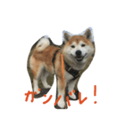 柴犬ペーター2（個別スタンプ：14）