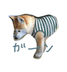 柴犬ペーター2（個別スタンプ：15）